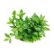 Staurogyne repens Dennerle Plants, Vordergrundpflanze