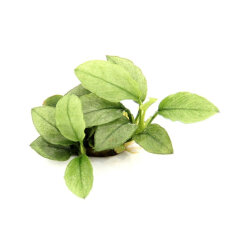 Anubias nana ´Jade´ Elegante Aquariumpflanze