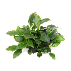 Schismatoglottis prietoi Dennerle