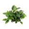 Schismatoglottis prietoi Dennerle