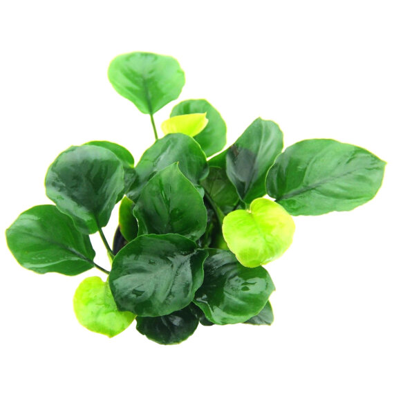 Anubias barteri ´Coin Leaf´, Pflegeleichte Aquariumpflanze