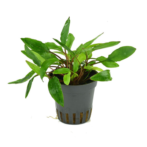 Cryptocoryne affinis  Dark Orange - Neuheit