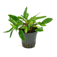 Cryptocoryne affinis  Dark Orange - Neuheit