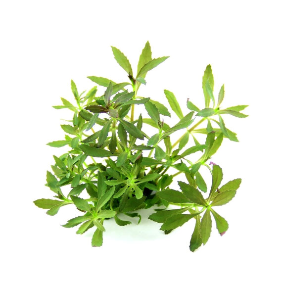 Limnophila hippuridoides, Farbenfrohe Hintergrundpflanze