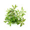 Limnophila hippuridoides, Farbenfrohe Hintergrundpflanze