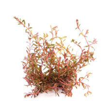 Rotala spec. ´H´Ra´, Farbintensive...