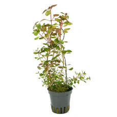 Ludwigia spec. Super Red, Eyecatcher beim Aquascaping