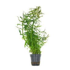 Pogostemon stellatus sp. - Sumpfpflanze Dennerle