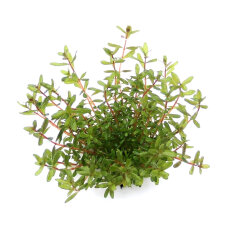 Rotala rotundifolia ´Laos´, dekorativ und anpassungsfähig