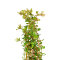 Rotala rotundifolia ´Laos´, dekorativ und anpassungsfähig
