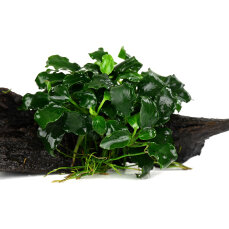 Anubias Kirin Mini auf kleiner Wurzel