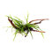 Microsorum pteropus Trident auf Spiderwood