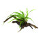 Microsorum pteropus Trident auf Spiderwood