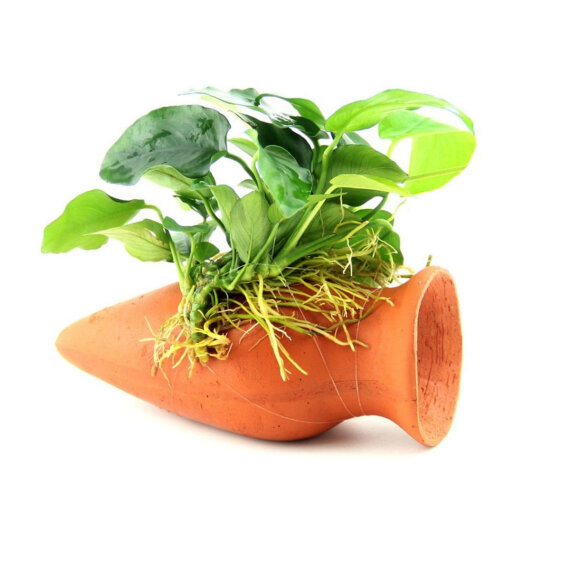 Anubias nana auf Wels-Amphore, Tonamphore - Aquarien Dekoration
