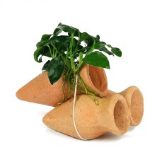 Anubias Bonsai auf Garnelen-Amphoren