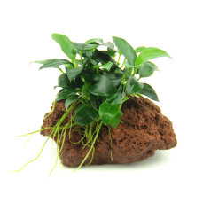 Anubias nana Bonsai auf Stein, Docorpflanze für...