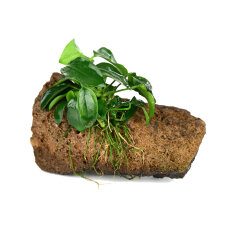 Anubias nana Bonsai auf Stein, Docorpflanze für...