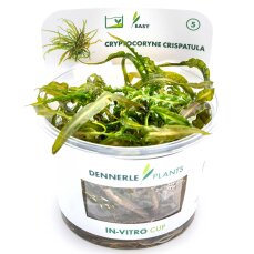 Cryptocoryne crispatula - Grasblättriger Wasserkelch...