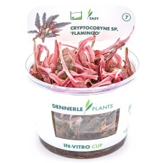 Cryptocoryne spec.Flamingo - Flamingowasserkelch InVitro...