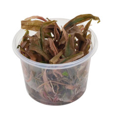 Cryptocoryne spec.Flamingo - Flamingowasserkelch InVitro Pflanze