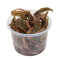 Cryptocoryne spec.Flamingo - Flamingowasserkelch InVitro Pflanze