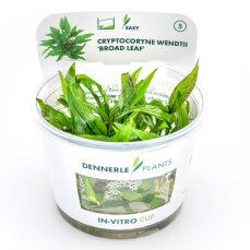 Cryptocoryne wendtii Broad Leaf - Breitblättriger...