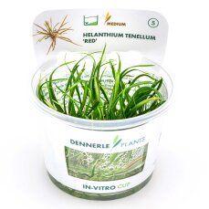 Helanthium tenellum ´Red´ - Rote...