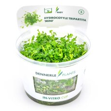 Hydrocotyle tripartita ´Mini´ -...