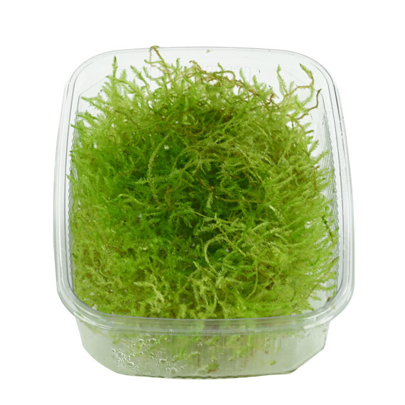 Taxiphyllum alternans Taiwan Taiwanmoos Portion Dennerle