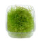 Taxiphyllum alternans Taiwan Taiwanmoos Portion Dennerle
