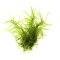 Taxiphyllum alternans Taiwan Taiwanmoos Portion Dennerle