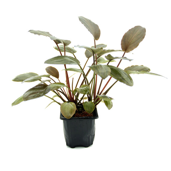 Lagenandra meeboldii Rot XL Pflanze
