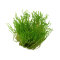 Taxiphyllum sp. Flame Moss InVitro Tropica