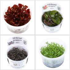 4 farbenfrohe InVitro Pflanzen von Tropica