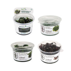 InVitro Pflanzen Bucephalandra Set