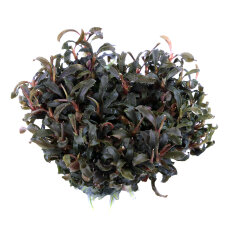 InVitro Pflanzen Bucephalandra Set
