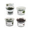 InVitro Pflanzen Bucephalandra Set