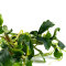 InVitro Pflanzen Bucephalandra Set