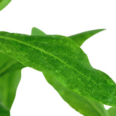 Hygrophila polysperma - Indischer Wasserfreund von Tropica