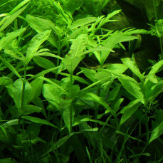 Hygrophila polysperma - Indischer Wasserfreund von Tropica