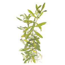 Hygrophila polysperma - Indischer Wasserfreund von Tropica