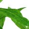 Hygrophila polysperma - Indischer Wasserfreund von Tropica