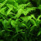 Hygrophila polysperma - Indischer Wasserfreund von Tropica