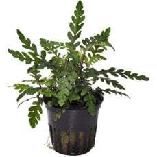 Hygrophila pinnatifida, Gebuchteter Wasserfreund
