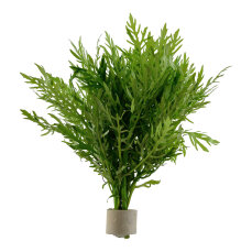 Hygrophila difformis (Indischer Wasserstern) im Bund