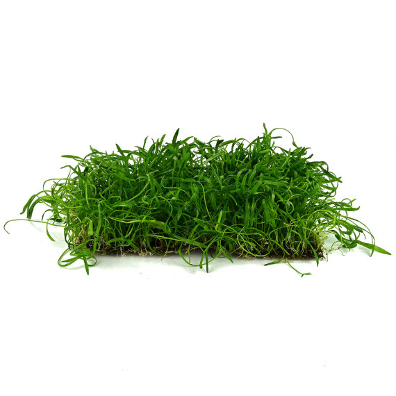 Neuseelandgras Matte 20  x 15 cm Bodendecker für Aquarien