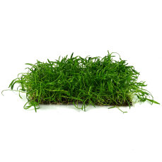Neuseelandgras Matte 20  x 15 cm Bodendecker für...