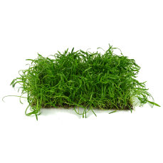 Neuseelandgras Matte 20  x 15 cm Bodendecker für...