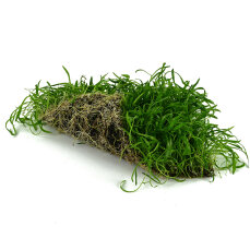 Neuseelandgras Matte 20  x 15 cm Bodendecker für Aquarien