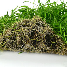 Neuseelandgras Matte 20  x 15 cm Bodendecker für Aquarien